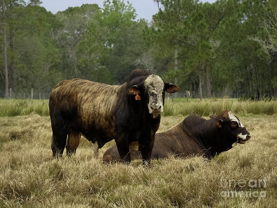 Florida Cracker Cows 4 Photograph By Teresa A And Preston S Cole   Florida Cracker Cows 4 Taps Photography 