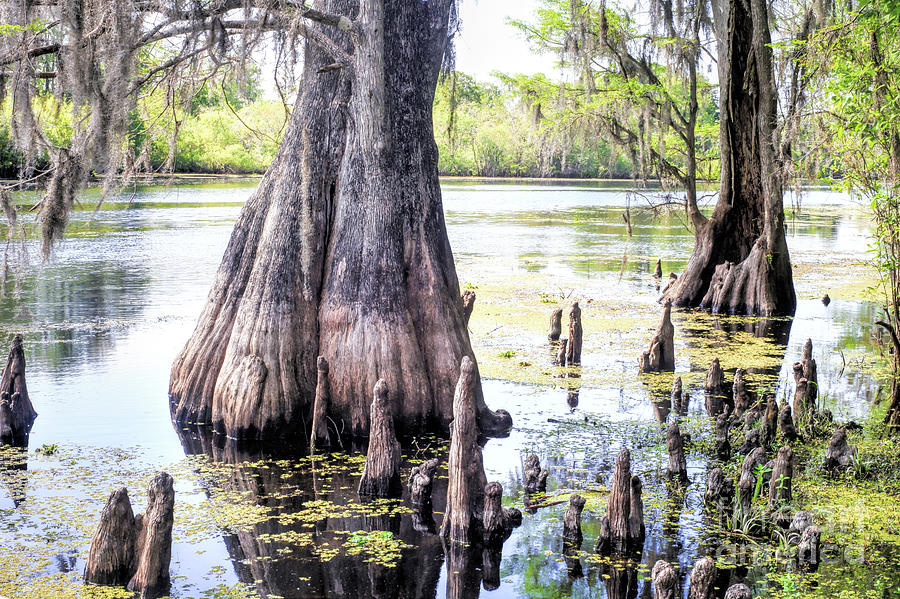 Tree Photograph - Florida Cypress, Hillsborough River, Fl by Felix Lai