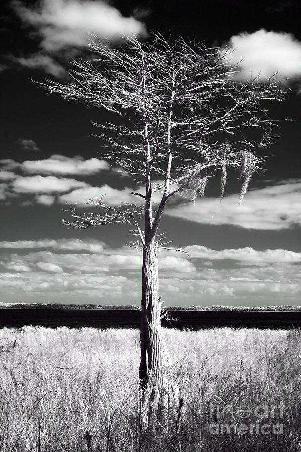 Florida Cypress, Infrared Photograph by Felix Lai