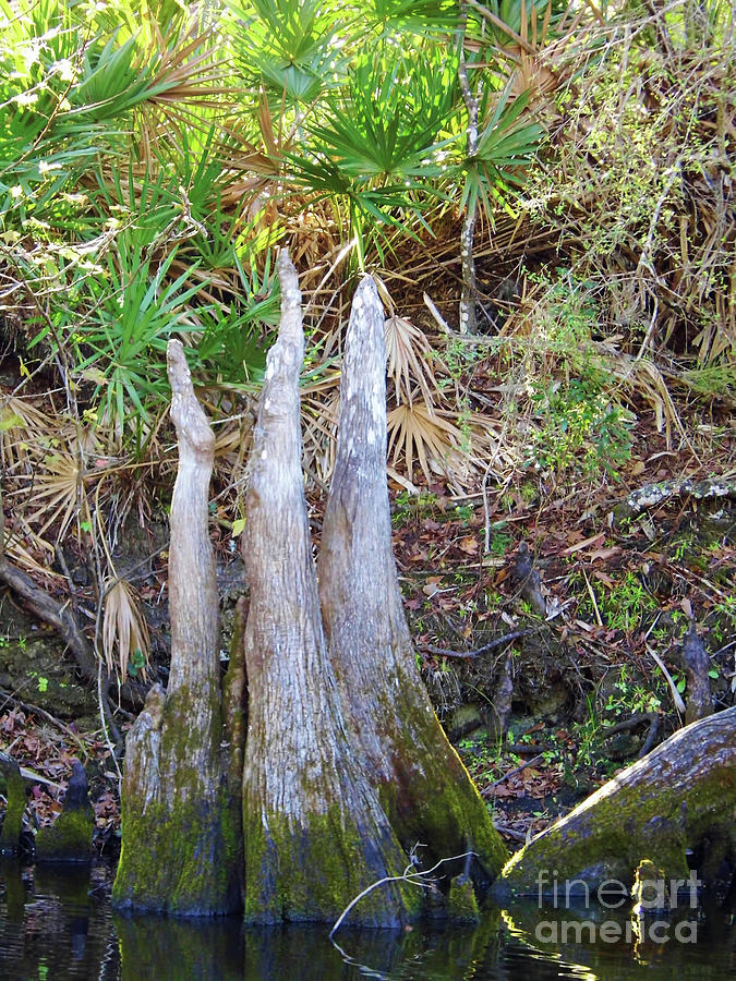 Florida Cypress Knees Photograph by D Hackett