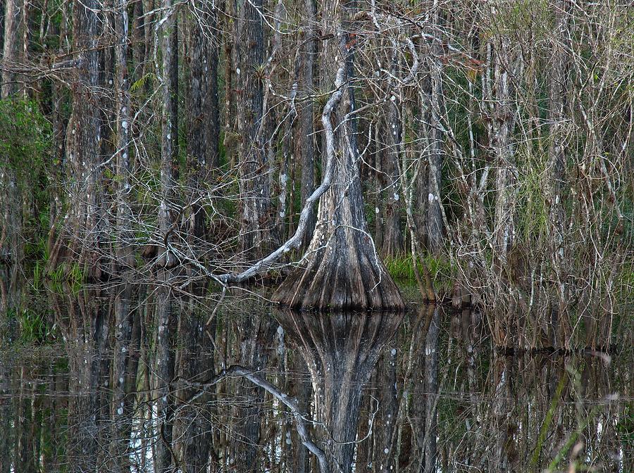 Florida Cypress Tree Reflection Photograph by Juergen Roth