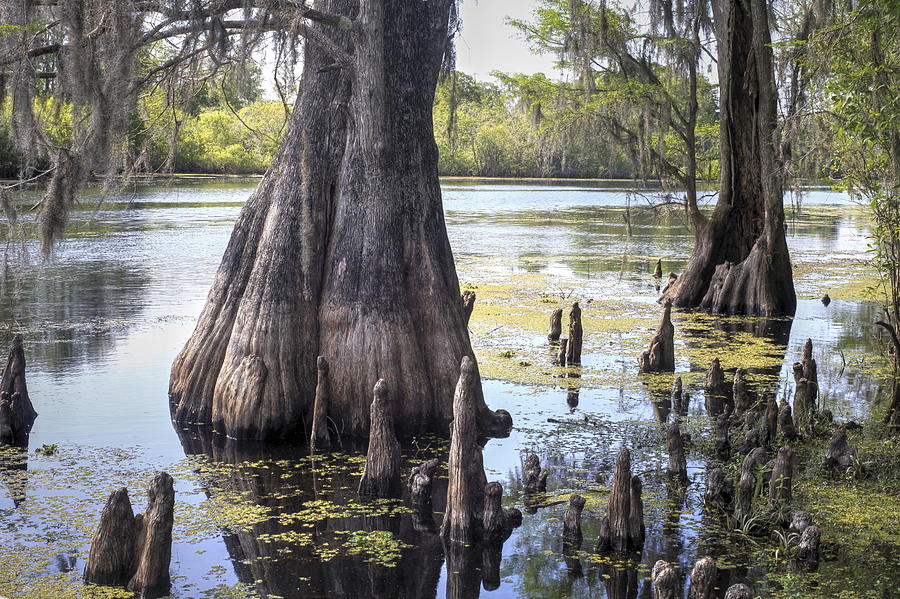 Florida Cypress, Hillsborough River, Fl Photograph by Felix Lai