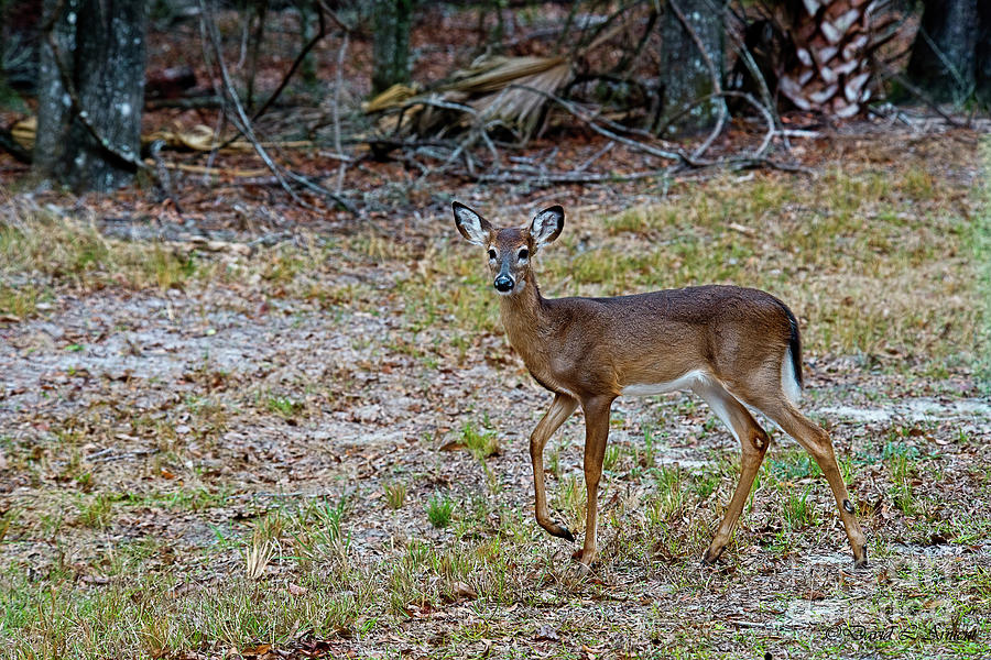 Florida Deer Photograph by David Arment