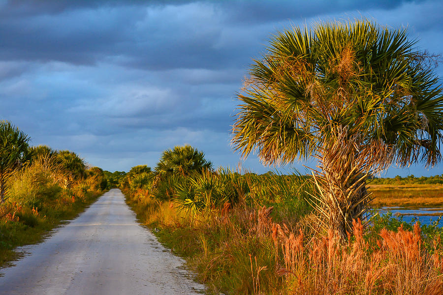 Florida Dirt Road Photograph by Krystal Billett Fine Art America