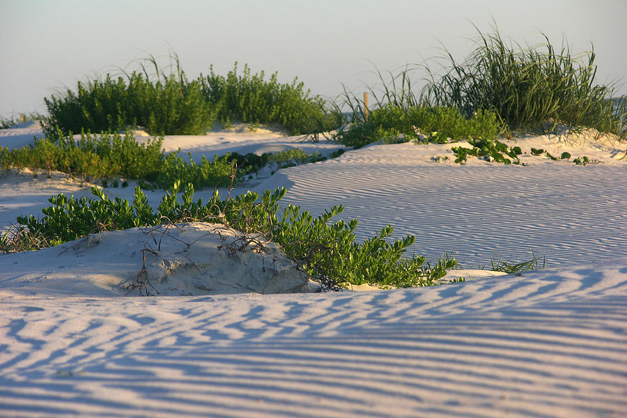 Florida dunes Photograph by Julianne Felton