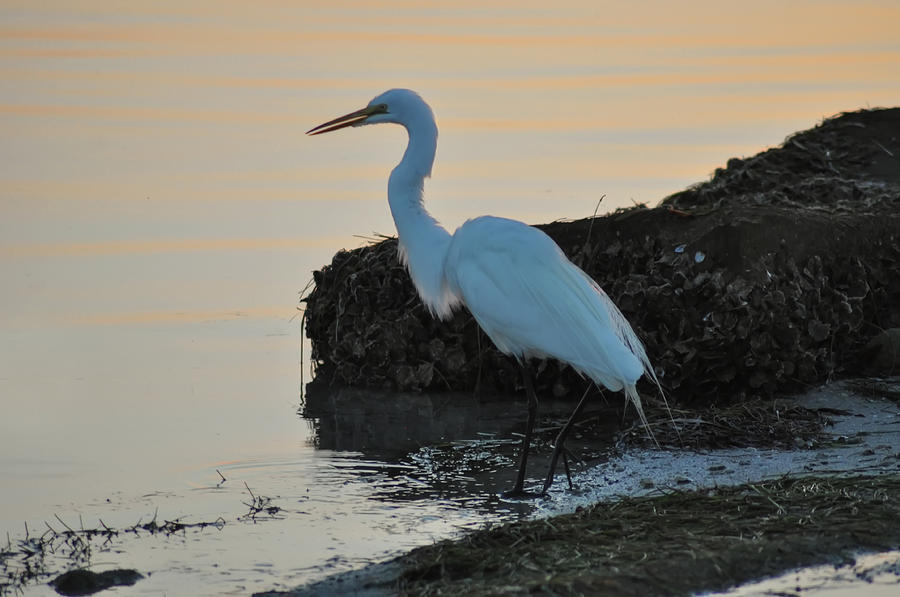 Florida - Egret Photograph by Bill Cannon