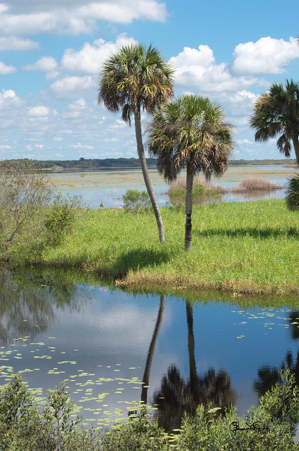 Florida Essence - The Myakka River Photograph by Susan Molnar