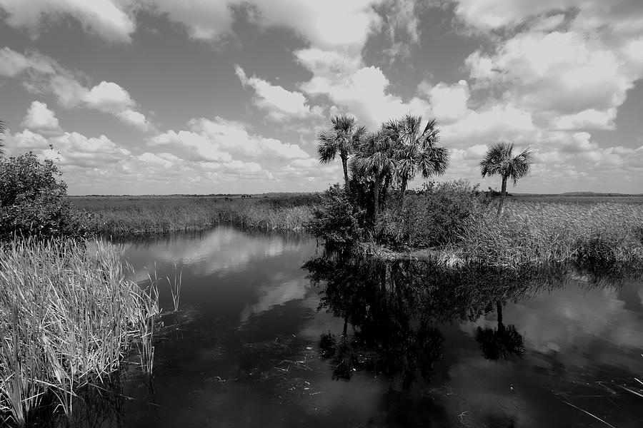 Florida Everglades Photograph by Gary Corbett