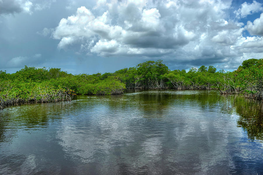 Florida Everglades Photograph by Timothy Lowry