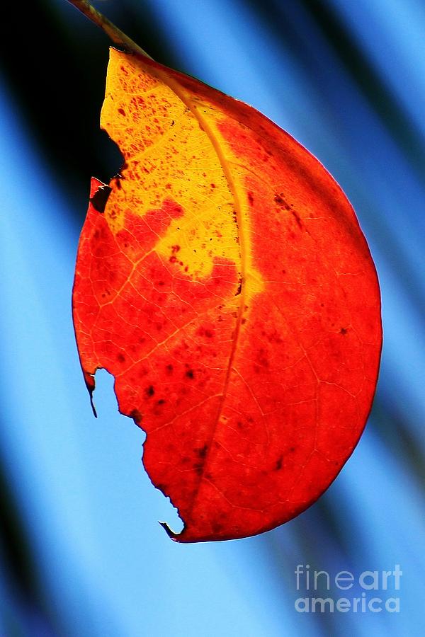 Florida Fall Leaf Photograph by Robert Wilder Jr