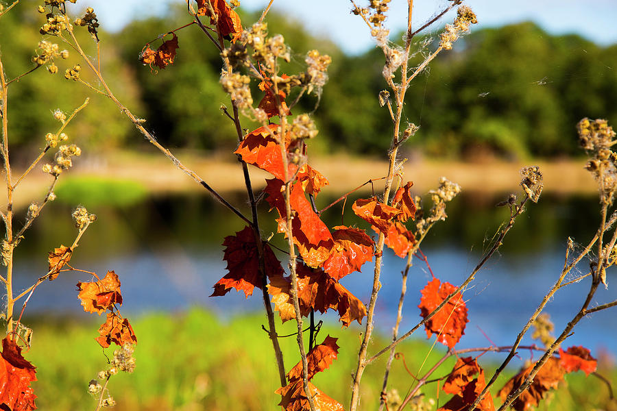 Florida Fall Leaves Photograph by Dart Humeston