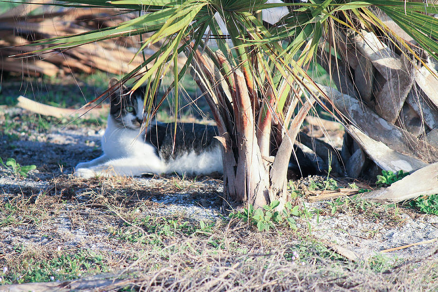 Florida Feline Photograph by Aaron Potts