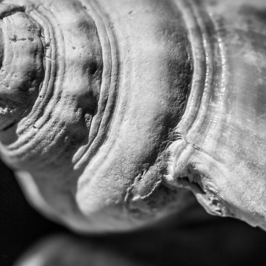 Florida Fighting Conch b/w Photograph by Hermes Fine Art