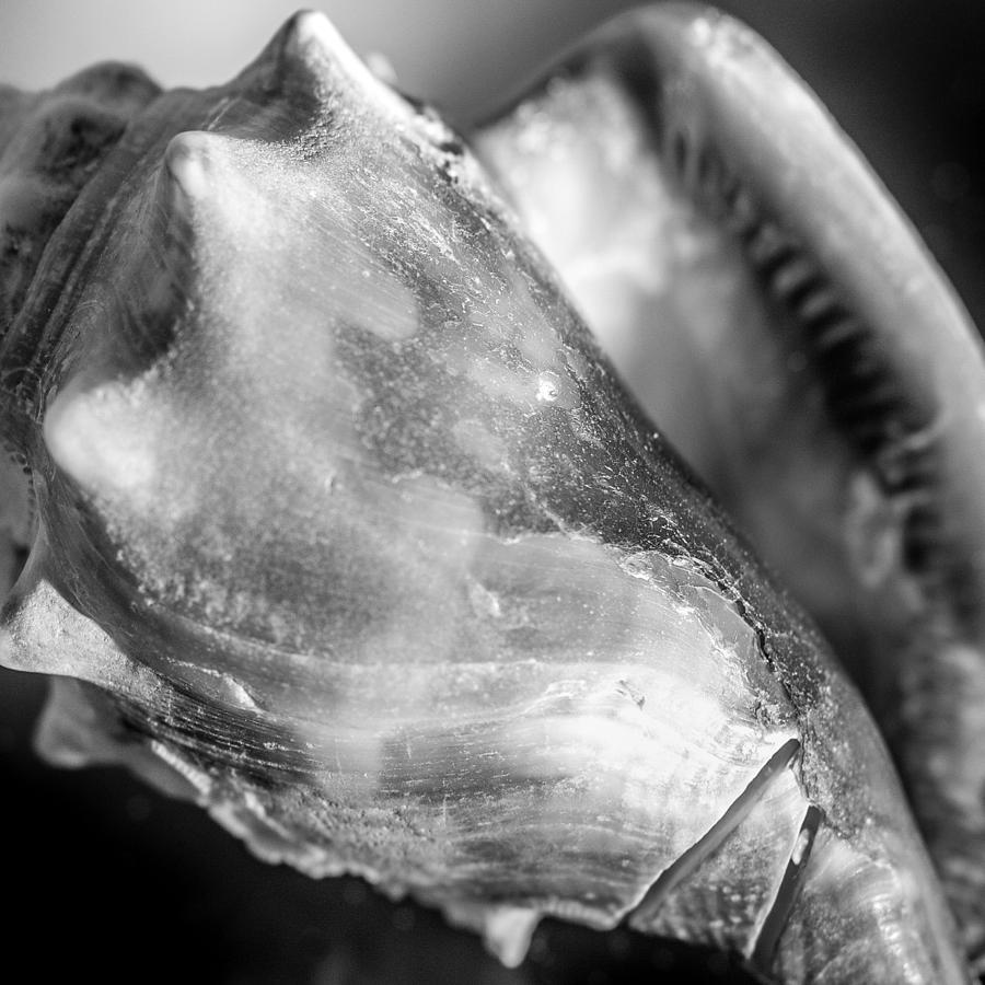 Florida Fighting Conch b/w v2 Photograph by Hermes Fine Art