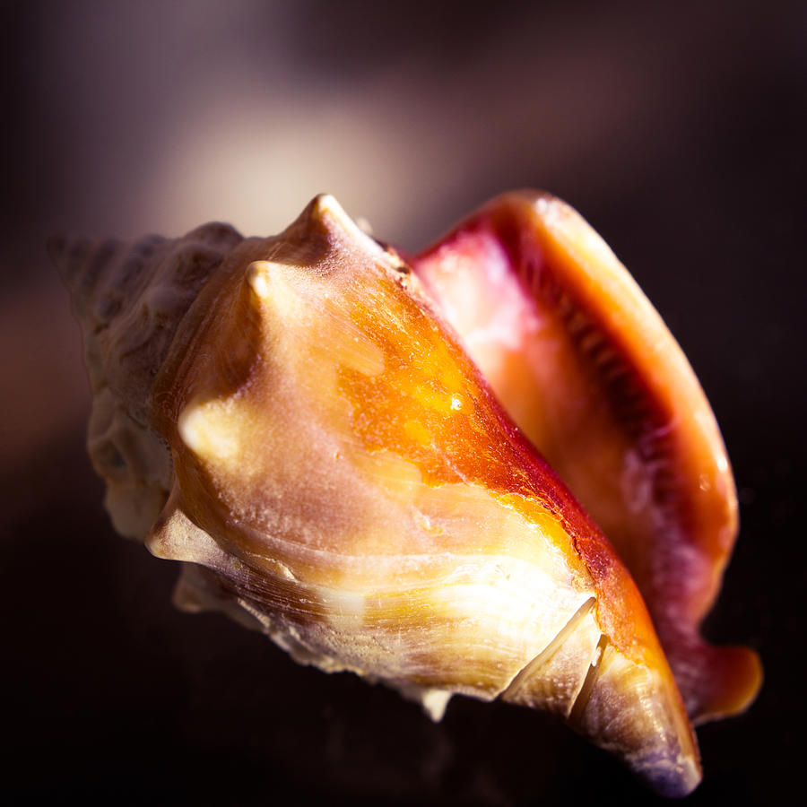 Florida Fighting Conch Photograph by Hermes Fine Art