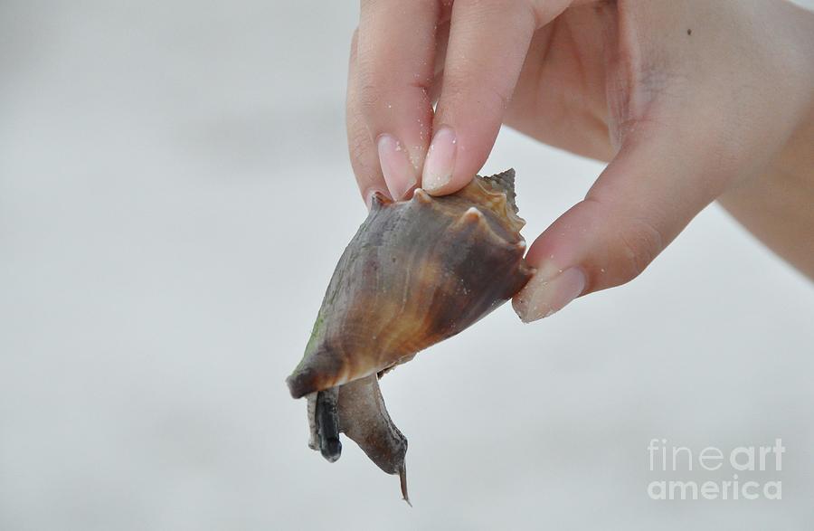 Florida Fighting Conch Photograph by John Black