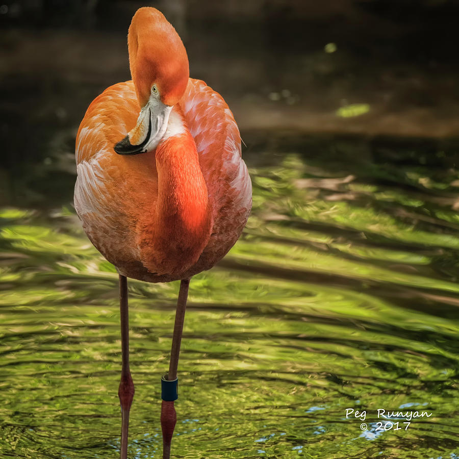 Florida Flamingo Photograph by Peg Runyan