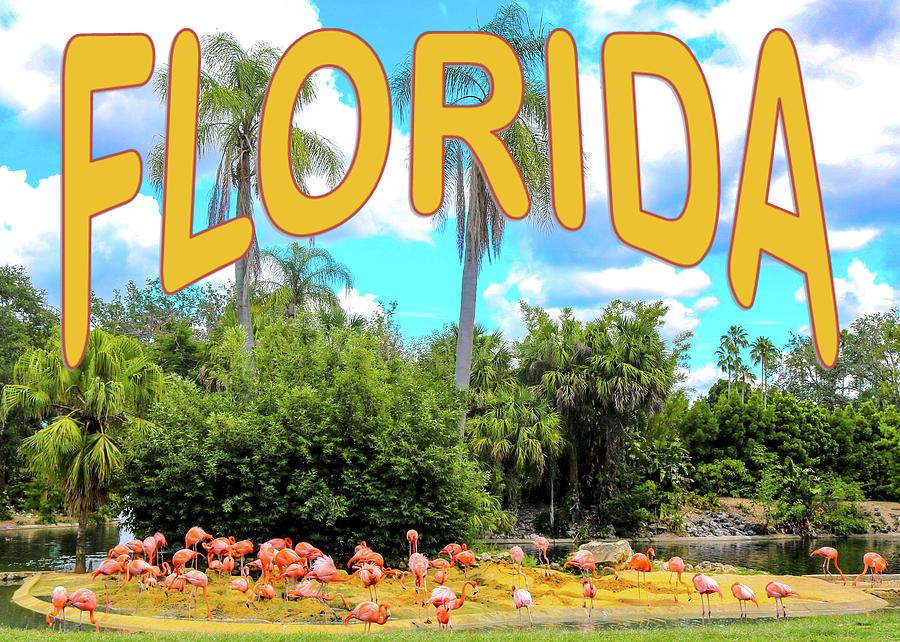 Florida Flamingo Postcard Photograph by Robert Wilder Jr