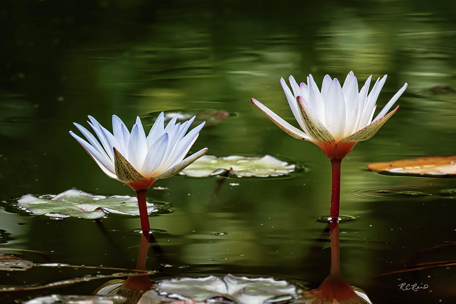 Landscape Photograph - Florida Flowers - Edison and Ford Gardens - Nymphea Water Lilies by Ronald Reid