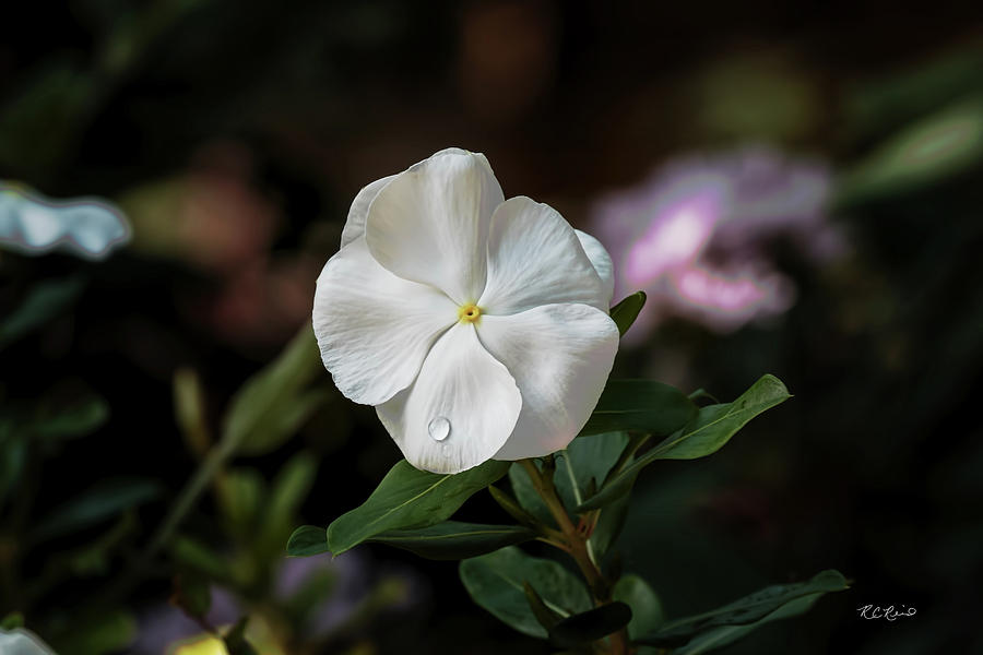 Florida Flowers - Edison and Ford Gardens - Periwinkle Catharanthus Roseus White Cultivar Photograph by Ronald Reid