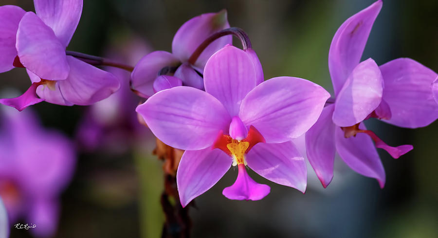 Florida Flowers - Naples Orchids - Pink Orchid Photograph by Ronald Reid