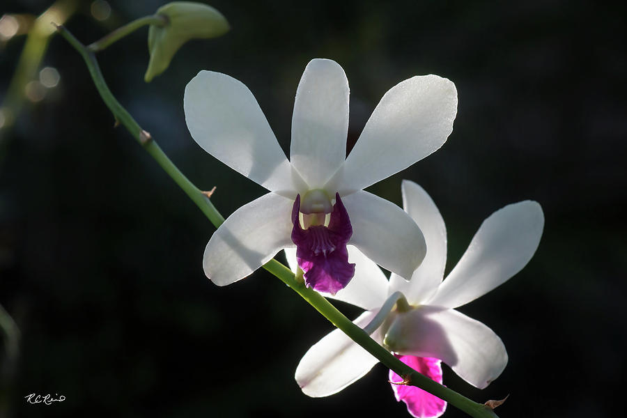 Florida Flowers - Naples Orchids - Translucent White Orchid Photograph by Ronald Reid