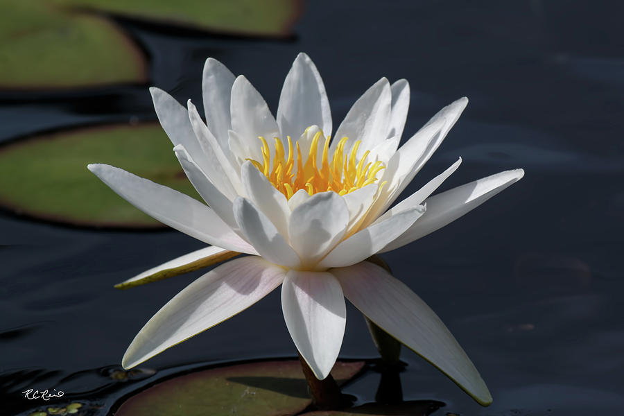 Florida Flowers - Naples Water Lilies - Reaching for the Sun Photograph by Ronald Reid
