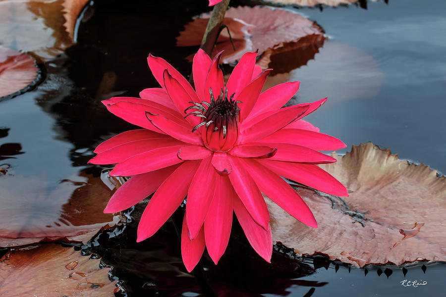Florida Flowers - Naples Water Lilies - Red Queen Photograph by Ronald Reid