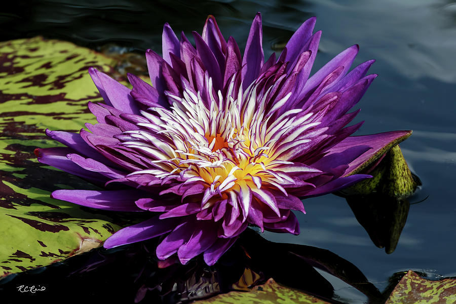 Florida Flowers - Naples Water Lilies - Scrambled Egg White in Purple Photograph by Ronald Reid