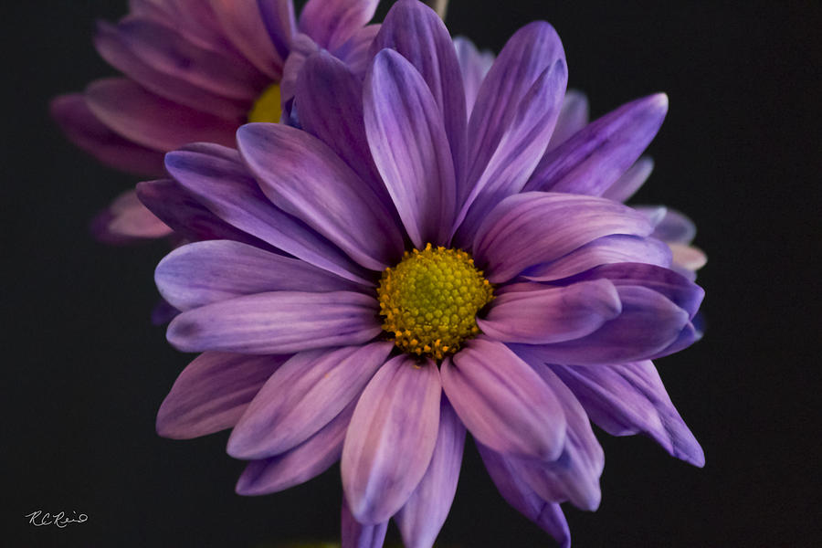 purple margarita flower
