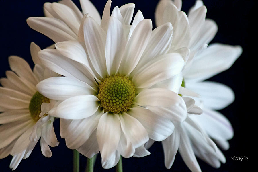 Florida Flowers - White Gerbera Daisy Photograph by Ronald Reid