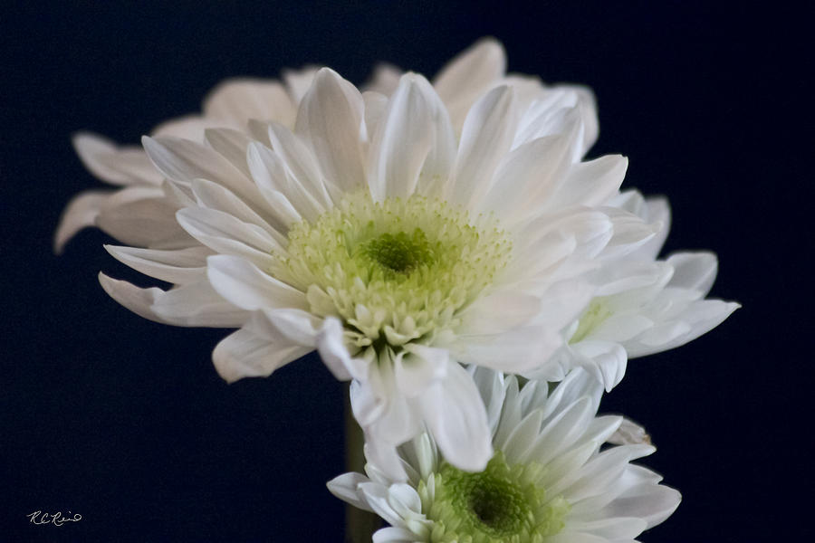 Florida Flowers - White Gerbera in Bloom Photograph by Ronald Reid