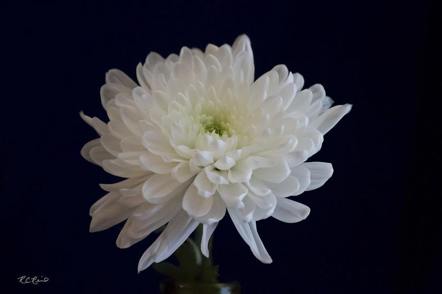 Florida Flowers - White Gerbera Ready for Full Bloom Photograph by Ronald Reid