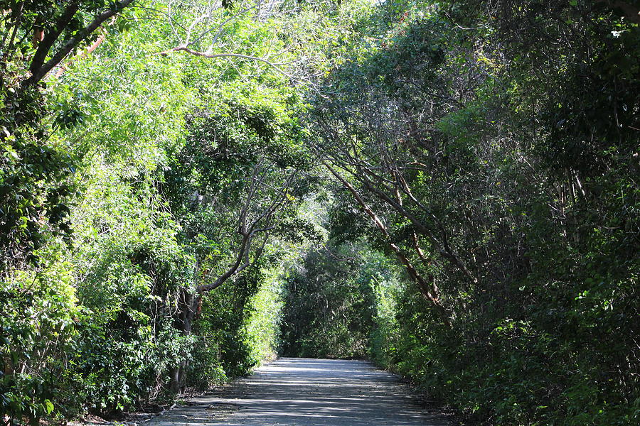 Florida foliage Photograph by Roselyn Martin - Fine Art America