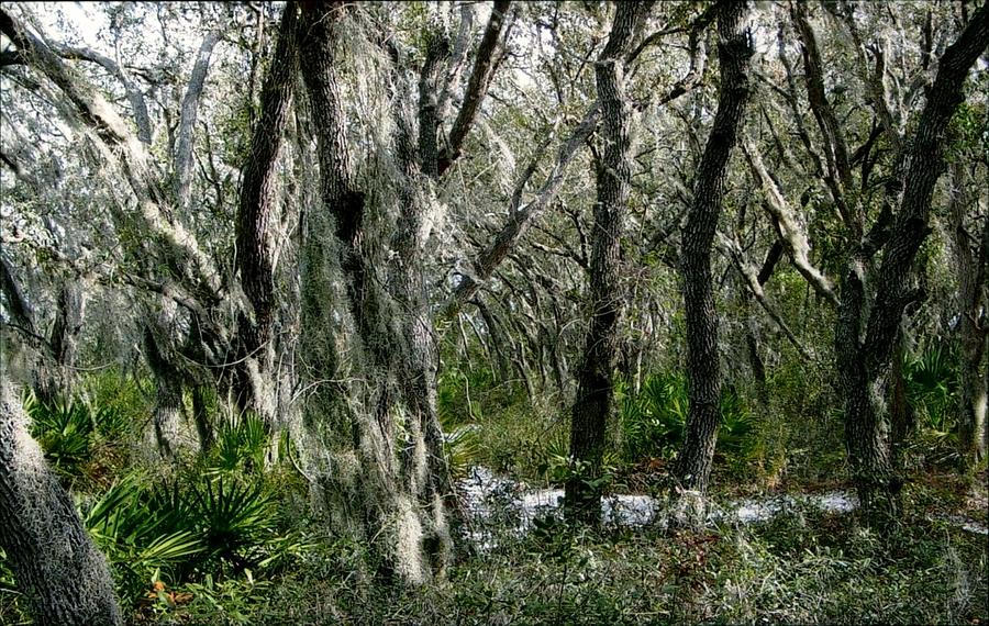 Florida Forest Photograph by Robert Nickologianis