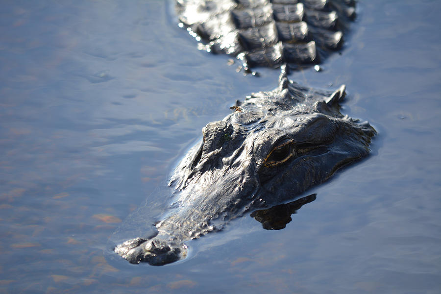 Florida Gator Photograph by Alison Belsan Horton