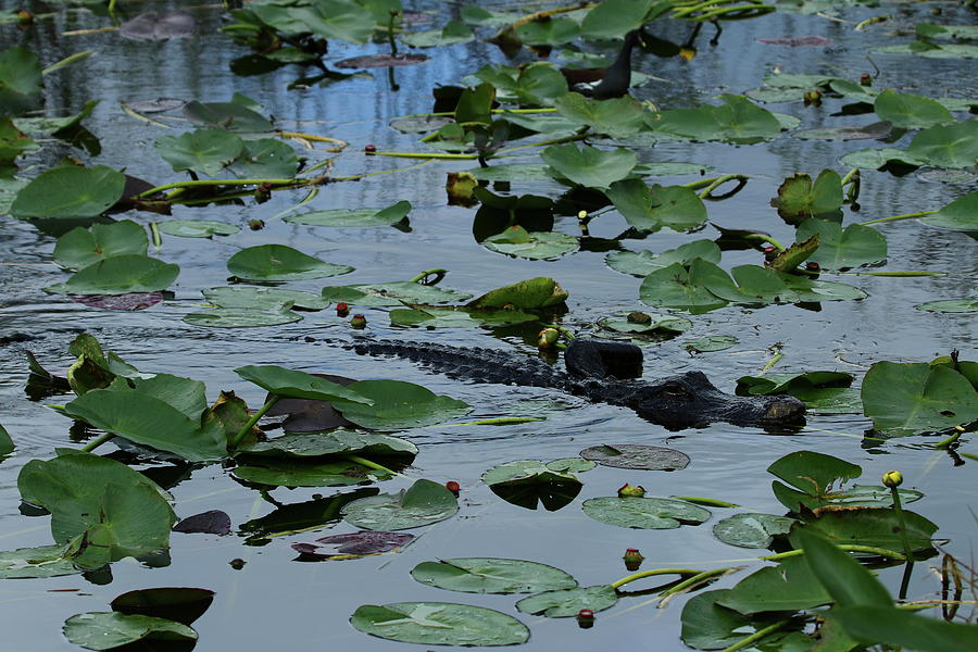 Florida Gator Amongst The Waterlilies  Photograph by Christiane Schulze Art And Photography