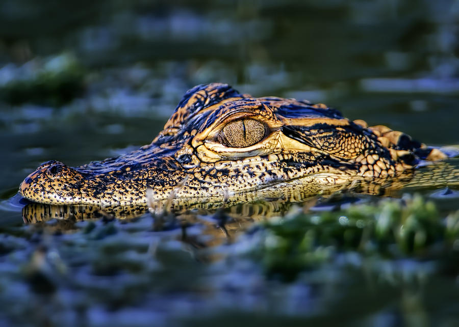 Florida Gator Photograph by Bill Dodsworth