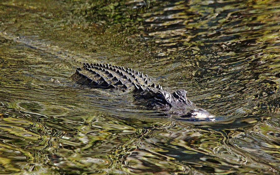 Florida Gator Photograph by Debbie Oppermann