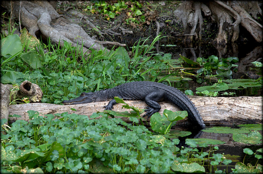 Florida Gator Photograph by Jaime Mercado
