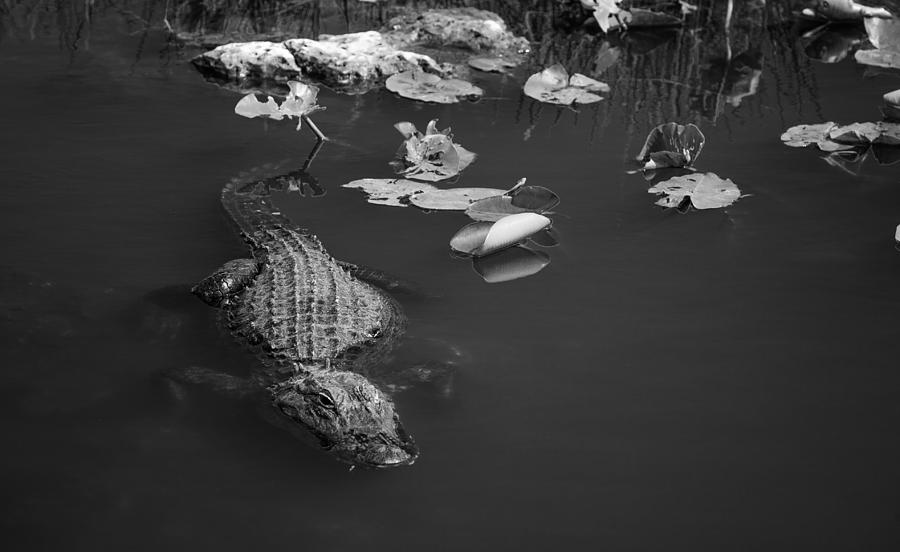 Florida Gator Photograph by Jason Moynihan