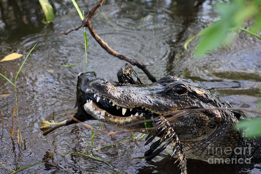 Florida Gator Meal Photograph by Christiane Schulze Art And Photography