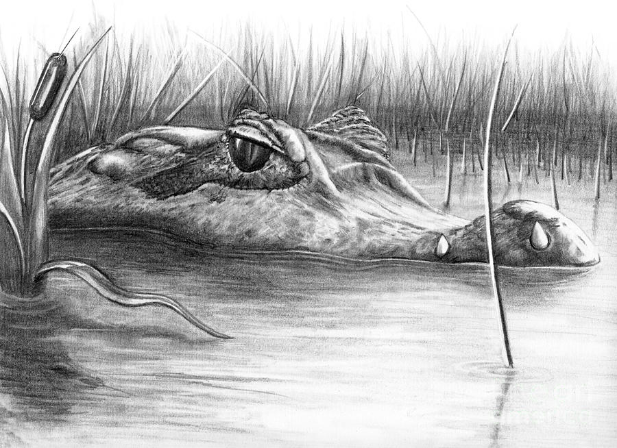 Florida Gator Drawing by Murphy Elliott