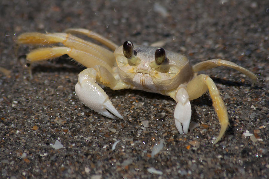 Florida Ghost Crab Photograph by Joseph Skalny Florida Ghost Crab Photograph by Joseph Skalny