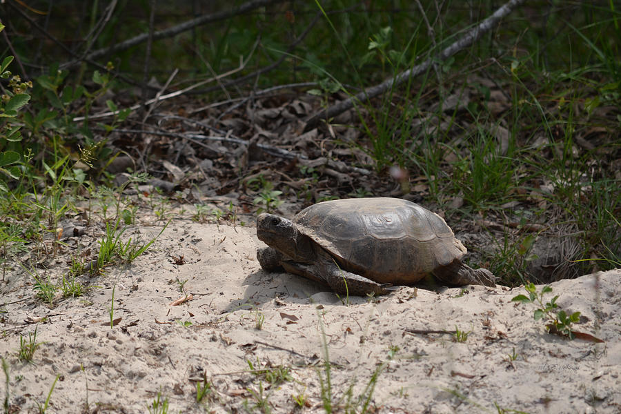 Florida Gopher Tortoise Photograph by Roy Erickson - Pixels