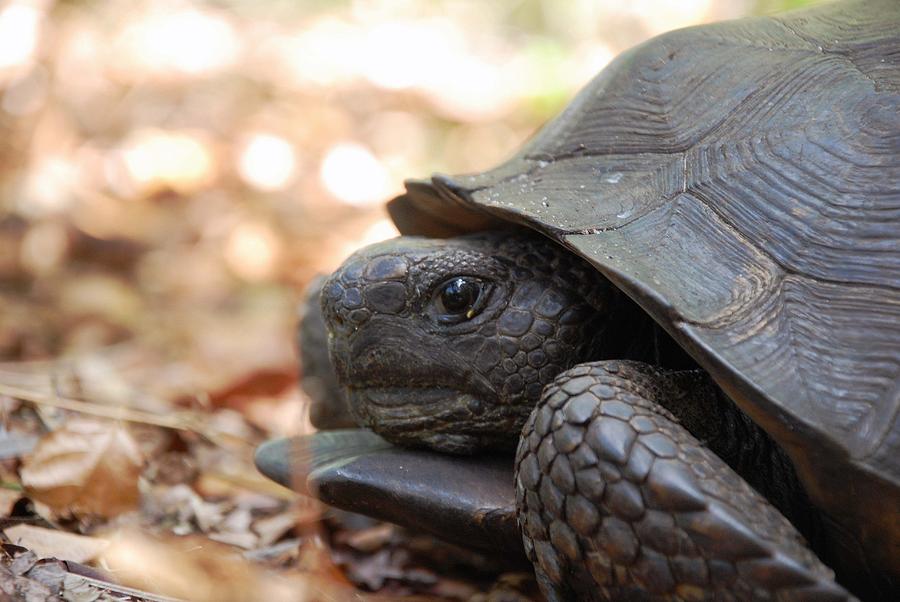 Florida Gopher Turtle Photograph by Dana Cline