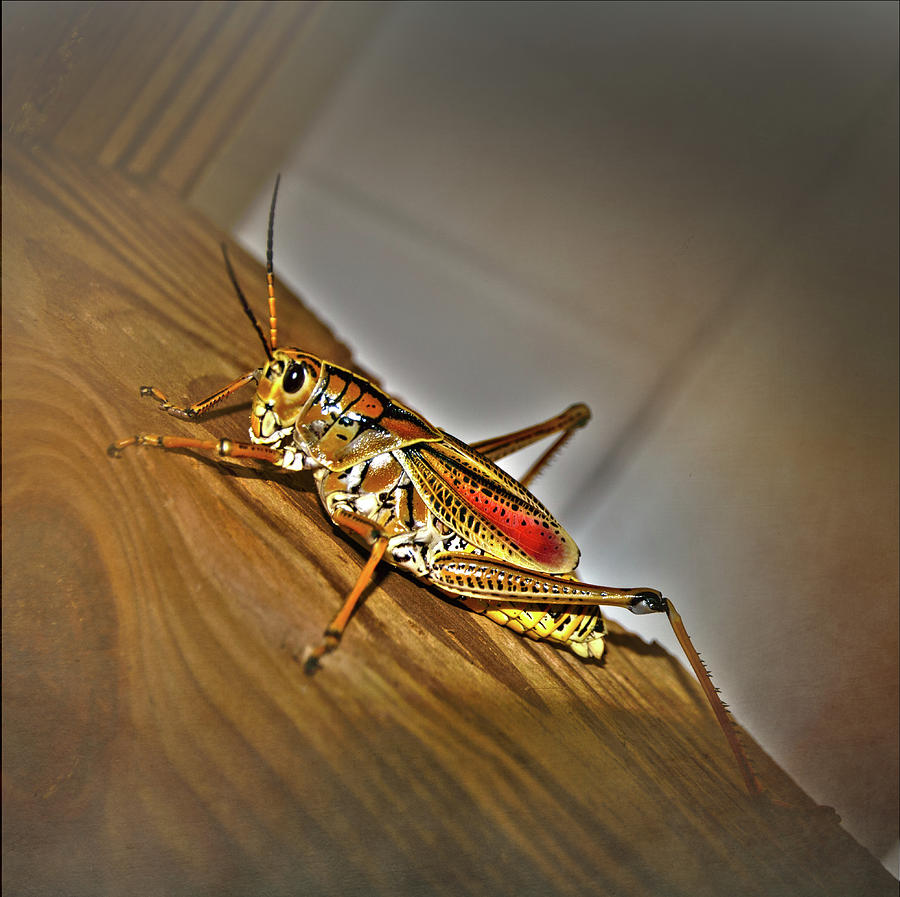 Florida Grasshopper Photograph by Judy Hall-Folde