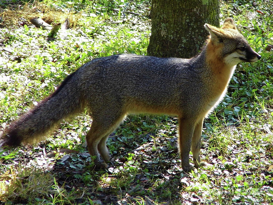 Florida Gray Fox Photograph by D Hackett