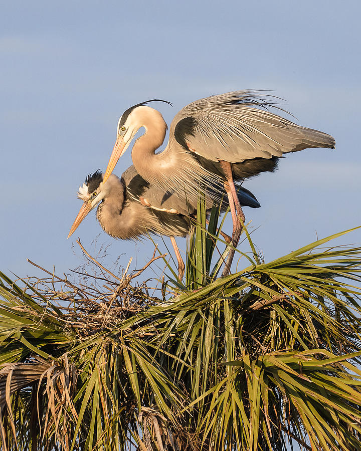 Florida Great Blue Herons Nesting Four Photograph by Bill Swindaman ...