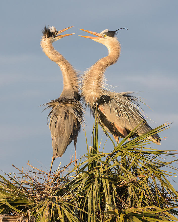 Florida Great Blue Herons Nesting One Photograph by Bill Swindaman